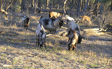 Feral goat control