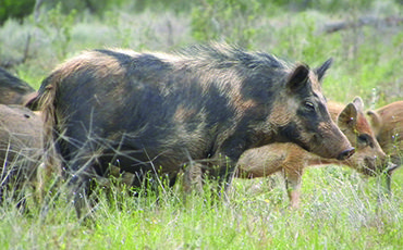 Feral pig control
