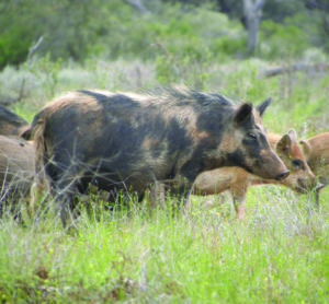 Feral Pig Control Feral Pig Control