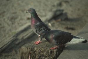 Pest Bird Control Pest Bird Control