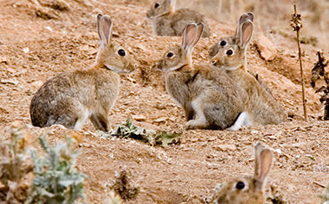 Rabbit control
