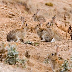 Rabbit Control Rabbit Control