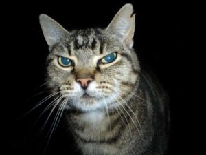 Feral Cat Control Feral Cat Control