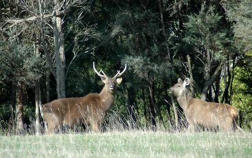 Wild deer control